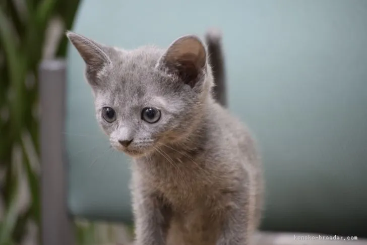 ID:1805-00215の子猫