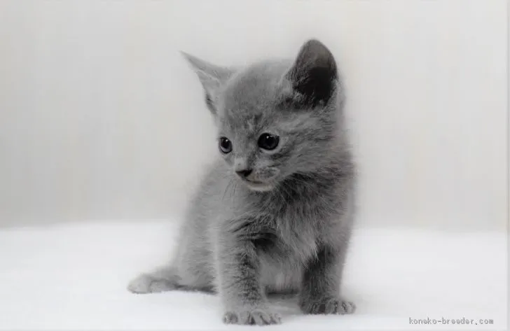 ID：2003-00308の子猫