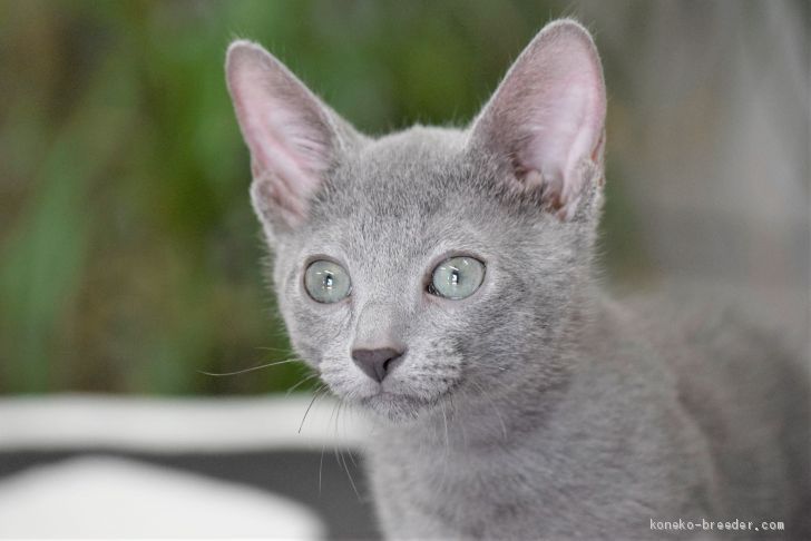 ロシアンブルー 大阪府 男の子 年5月6日 ブルー パパはacfa アメリカ チャンピオンだよ みんなの子猫ブリーダー 子猫id 06