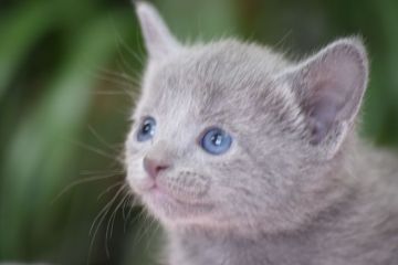 ロシアンブルー【大阪府・女の子・2017年4月15日・ブルー（ショート　ダブルコート）】の写真「父：ACFA(アメリカ)チャンピオン」