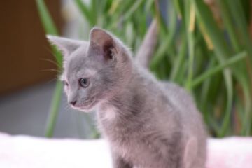 ロシアンブルー【大阪府・女の子・2017年6月28日・ブルー（ショート ダブルコート）】の写真「お父さんはACFA(アメリカ)チャンピオン」