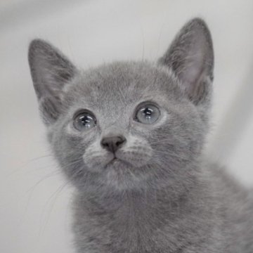 ロシアンブルー【大阪府・男の子・2023年5月5日・ブルー（ショート・ダブルコート）】の写真「最高だねこのお顔！もちろん性格も抜群だよ💕」