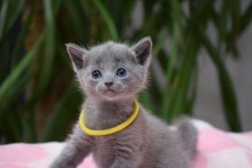 ロシアンブルー【大阪府・女の子・2017年10月1日・ブルー（ショート  ダブルコート）】の写真「パパはACFA(アメリカ)チャンピオンだよ♡」