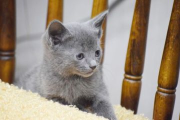 ロシアンブルー【大阪府・女の子・2018年11月28日・ブルー（ショート(ダブルコート））】の写真「パパはACFA(アメリカ)チャンピオンだよ♪」