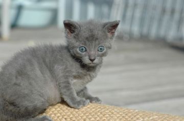 ロシアンブルー【大阪府・男の子・2016年11月11日・ブルー（ショート）】の写真「父：ACFA(アメリカ）チャンピオン」