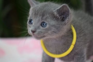 ロシアンブルー【大阪府・女の子・2017年4月16日・ブルー（ショート ダブルコート）】の写真「父：ACFA(アメリカ)チャンピオン」