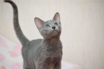 ロシアンブルー【大阪府・女の子・2017年6月1日・ブルー（ショート ダブルコート）】の写真「父：ACFA(アメリカ)チャンピオン」