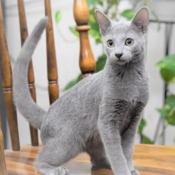 ロシアンブルー【大阪府・男の子・2022年3月30日・ブルー（ショート・ダブルコート）】の写真「大幅お値引きは9月10日で終了いたしました。」