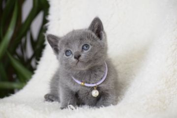 ロシアンブルー【大阪府・女の子・2018年1月7日・ブルー（ブルー（ダブルコート））】の写真「パパはACFA(アメリカ)チャンピオン」