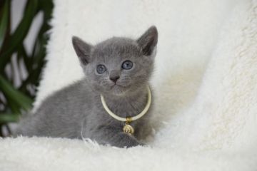 ロシアンブルー【大阪府・女の子・2018年1月7日・ブルー（ブルー（ダブルコート））】の写真「パパはACFA(アメリカ)チャンピオン」