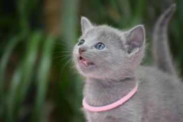 ロシアンブルー【大阪府・女の子・2017年4月16日・ブルー（ショート ダブルコート）】の写真「父：ACFA(アメリカ)チャンピオン」