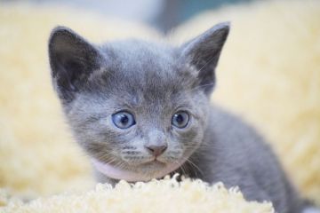 ロシアンブルー【大阪府・男の子・2018年12月20日・ブルー（ショート(ダブルコート)）】の写真「パパはACFA(アメリカ）チャンピオンだよ♪」