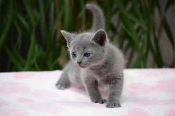 ロシアンブルー【大阪府・女の子・2017年8月12日・ブルー（ショート・ダブルコート）】の写真「パパはACFA(アメリカ）チャンピオン」