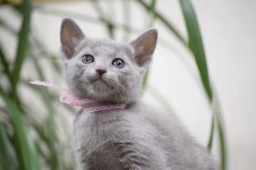 ロシアンブルー【大阪府・女の子・2017年1月28日・ブルー（ショート）】の写真「パパもママもACFA(アメリカ)チャンピオン」