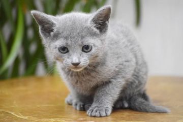 ロシアンブルー【大阪府・女の子・2018年11月9日・ブルー（ショート(ダブルコート））】の写真「両親はACFA(アメリカ)チャンピオン」