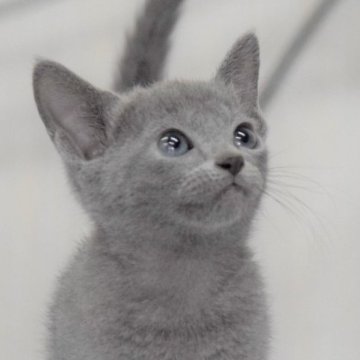 ロシアンブルー【大阪府・女の子・2023年5月5日・ブルー（ショート・ダブルコート）】の写真「最高だねこのお顔！もちろん性格も抜群だよ💕」