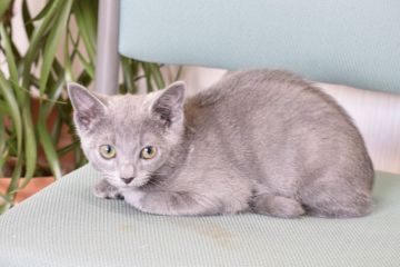 ロシアンブルー【大阪府・男の子・2017年10月22日・ブルー（ショート（ダブルコート））】の写真「パパはACFA(アメリカ)チャンピオン」