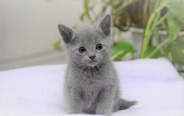 ロシアンブルー【大阪府・男の子・2021年11月20日・ブルー（ショート・ダブルコート）】の写真「僕って、お行儀良いでしょ、益して性格も最高だよ💕」