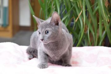 ロシアンブルー【大阪府・男の子・2017年5月5日・ブルー（ショート ダブルコート）】の写真「お父さんはACFA(アメリカ)チャンピオン　」