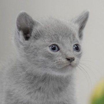 ロシアンブルー【大阪府・男の子・2023年3月13日・ブルー（ショート・ダブルコート）】の写真「最高だねこのお顔！もちろん性格も抜群だよ💕」