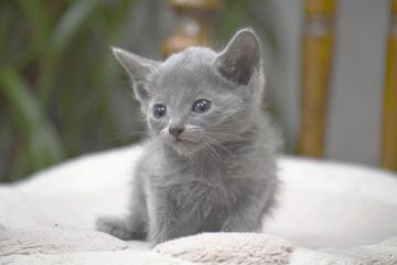 ロシアンブルー【大阪府・女の子・2018年12月24日・ブルー（ショート（ダブルコート））】の写真「パパもママもアメリカ(ACFA)チャンピオンの美人」