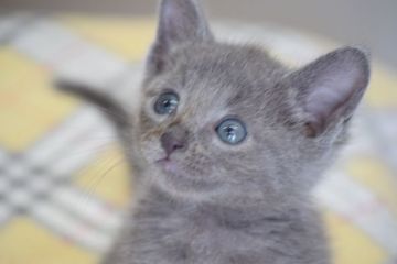 ロシアンブルー【大阪府・女の子・2017年3月3日・ブルー（ショート）】の写真「父：ACFA(アメリカ)チャンピオン　仲良し兄妹」