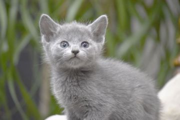 ロシアンブルー【大阪府・男の子・2018年12月24日・ブルー（ショート（ダブルコート））】の写真「パパもママもACFA(アメリカ)チャンピオンの美男」