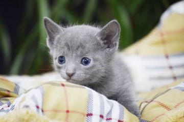 ロシアンブルー【大阪府・女の子・2018年11月23日・ブルー（ショート(ダブルコート））】の写真「パパはACFA(アメリカ)チャンピオンだよ♪」