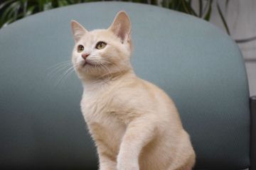 セルカークレックス【大阪府・男の子・2018年9月1日・レッドカメオ（ショート（直毛））】の写真「映画・旅猫リポートの主役がセルカークレックスです。」