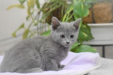 ロシアンブルー【大阪府・女の子・2021年11月1日・ブルー（ショート・ダブルコート）】の写真「私って、お淑やかさん？お転婆さん？どっちかな💕」