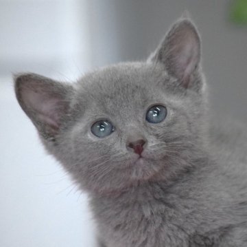 ロシアンブルー【大阪府・男の子・2024年4月4日・ブルー（ショート・ダブルコート）】の写真「最高だねこのお顔！もちろん性格も抜群だよ💕」
