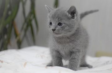 ロシアンブルー【大阪府・男の子・2020年11月11日・ブルー（ショート・ダブルコート）】の写真「両親ともACFA(アメリカ)チャンピオン‼」