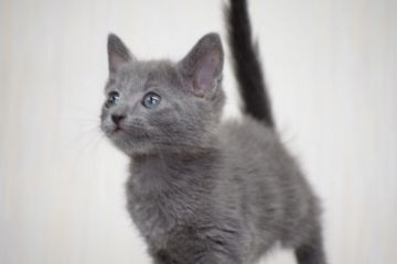 ロシアンブルー【大阪府・男の子・2017年1月28日・ブルー（ショート）】の写真「両親ACFA(アメリカ）チャンピオン」