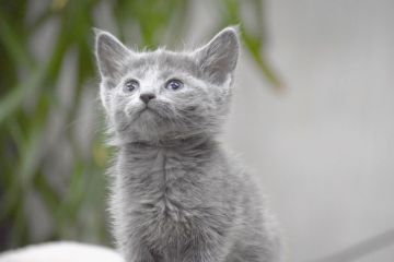 ロシアンブルー【大阪府・男の子・2018年12月24日・ブルー（ショート(ダブルコート））】の写真「両親共ACFA(アメリカ)チャンピオンのイケメン君」