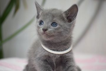 ロシアンブルー【大阪府・女の子・2017年8月15日・ブルー（ショート　ダブルコート）】の写真「母ACFA(アメリカ）チャンピオンだよ♪」