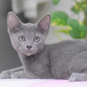 ロシアンブルー【大阪府・男の子・2022年5月31日・ブルー（ショート・ダブルコート）】の写真「イケメン君だよ！もちろん性格も抜群だよ💕」