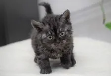 セルカークレックス【大阪府・男の子・2021年11月19日・ブラックスモーク】の写真1「1月1日撮影(生後43日目）」