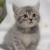 セルカークレックス【大阪府・男の子・2022年8月27日・シルバータビー&ホワイト】の写真1「10月6日撮影(生後40日目）見てください！このハンサムボーイ君💕」