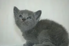 ロシアンブルー【大阪府・女の子・2016年11月30日・ブルー】の写真1「生後30日(12/30)撮影　初めての写真少し怖いよ！写真をイッパイ更新していくよ」