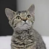 セルカークレックス【大阪府・男の子・2022年8月27日・ブルータビー】の写真1「12月20日撮影(生後115日目）綺麗な短毛の巻毛ちゃん💕何時も喉をグル繰り、抱っこ大好き君。」