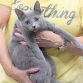 ロシアンブルー【大阪府・男の子・2022年3月31日・ブルー】の写真1「9月3日撮影(生後156日目）僕って、されるがままなんだ、又、抱っこも好きなんだ💕」