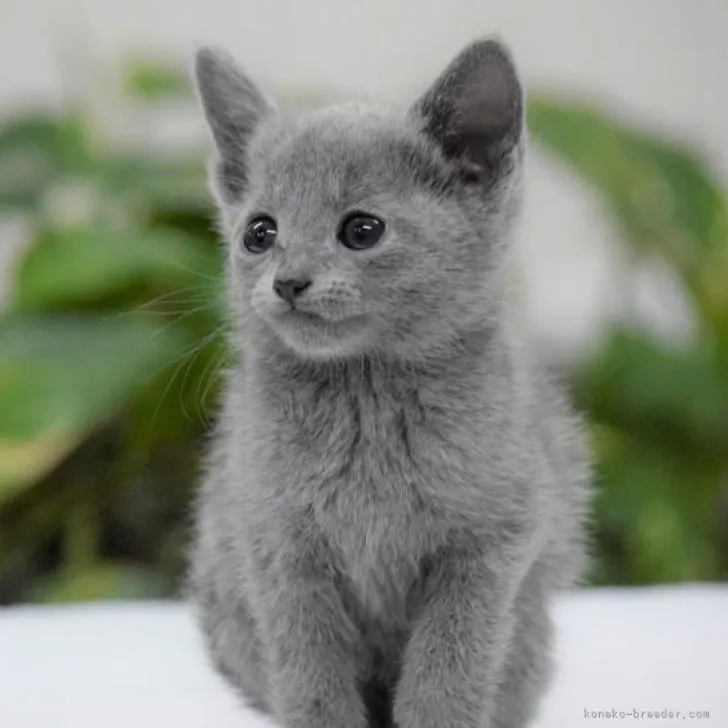 ID:2211-01146の子猫