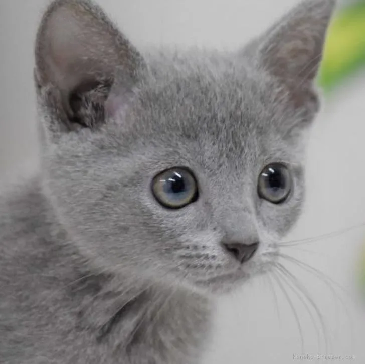 ID：2207-01100の子猫