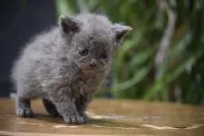 セルカークレックス【大阪府・男の子・2019年10月31日・ブルー】の写真2「怖いナ！滑るテーブルの上は♪11月29日撮影(生後29日目)」