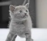 ロシアンブルー【大阪府・男の子・2023年3月12日・ブルー】の写真2「4月3日撮影(生後32日目）」