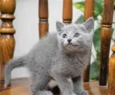 ロシアンブルー【大阪府・女の子・2022年12月18日・ブルー】の写真2「1月31日撮影(生後44日目）」