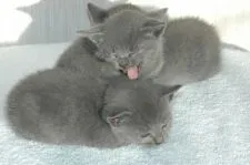 ロシアンブルー【大阪府・女の子・2016年11月30日・ブルー】の写真2「３姉妹だけで日向ぼっこ　気持ちいい～」