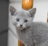 ロシアンブルー【大阪府・女の子・2022年12月18日・ブルー】の写真2「1月31日撮影(生後44日目）」