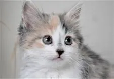 ノルウェージャンフォレストキャット【大阪府・女の子・2021年3月25日・ダイリュートキャリコ】の写真2「お顔も可愛いね、食べてしまいたいぐらい💕5月14日撮影(生後50日目）」