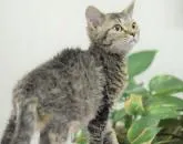 セルカークレックス【大阪府・男の子・2022年8月27日・ブルータビー】の写真2「12月20日撮影(生後115日目）」